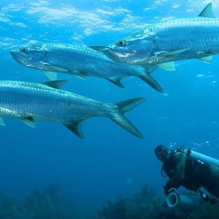 Isla Marisol Resort Екстер'єр фото